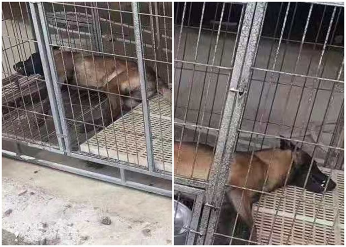 贵州省铜仁市蓝天救援队两只总值近7万元人民币的搜救犬怀疑遭人投毒死亡