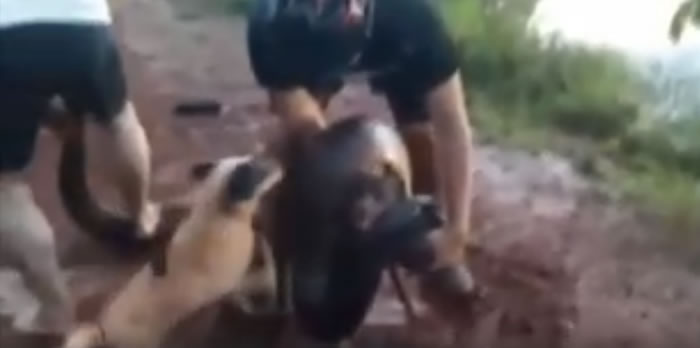 巴西圣保罗州男子为救他的狗狗与四米长水蟒进行了20分钟的搏斗