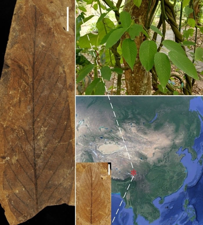 于西藏芒康发现的鼠李科新化石——君容似勾儿茶叶（Berhamniphyllum junrongii），以及现生长梗勾儿茶（Berchemia longipes）