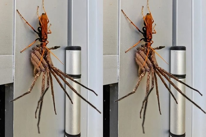 澳洲悉尼住宅橘色蜘蛛黄蜂捕食比它还大的猎人蜘蛛