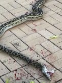 澳大利亚4.5m巨蛇试图把4岁小童拖到灌木丛里 爸爸拳头狂揍将大蛇打死