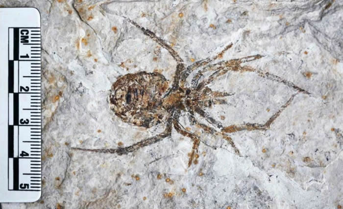 Paul Selden：中国辽西发现的所谓巨型蜘蛛化石Mongolarachne chaoyangensis其实是小龙虾