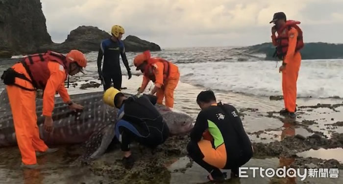 豆腐鲨搁浅绿岛睡美人海滩，众人联手救援成功 。（图／记者杨钧典翻摄）
