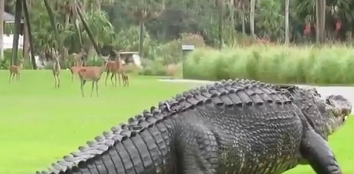 美国南加州高尔夫球场巨大肥鳄鱼在爬行 一旁小鹿全看傻