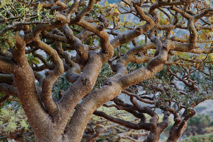 分布遍及北非、印度、阿曼和也门的乳香树正面临着愈来愈大的压力，主因是人类滥采这种树的芬芳树脂。 PHOTOGRAPH BY MICHAEL MELFORD, N
