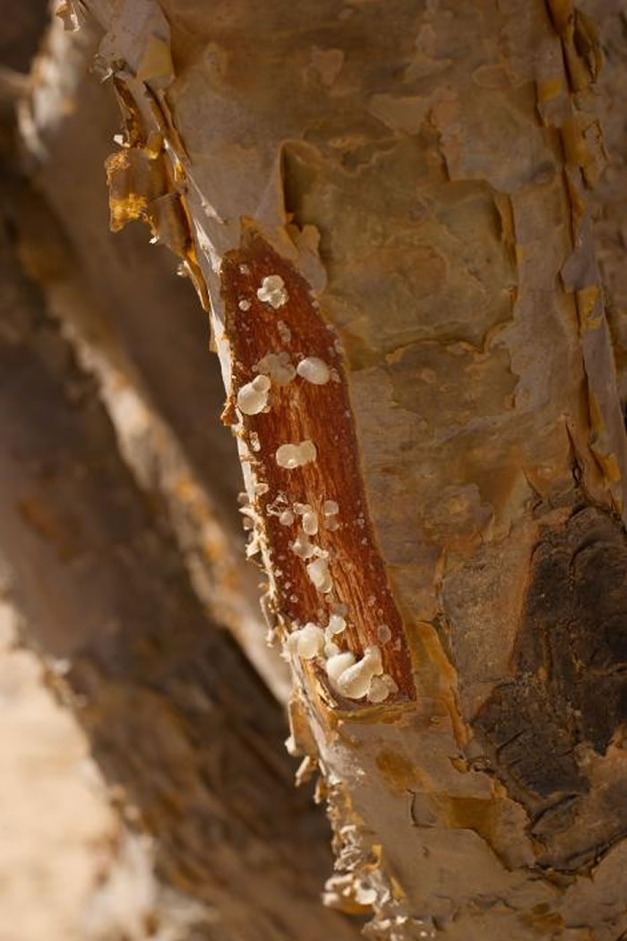当乳香树被割伤的时候，就会分泌出树汁，硬化之后就是珍贵的乳香树脂。 专家担心，乳香树采割的次数太多、也太密集了。 PHOTOGRAPH BY BILL HATC