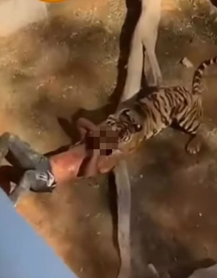 沙特阿拉伯24岁男子到利雅德动物园游玩想要“训练动物” 被孟加拉虎惨咬