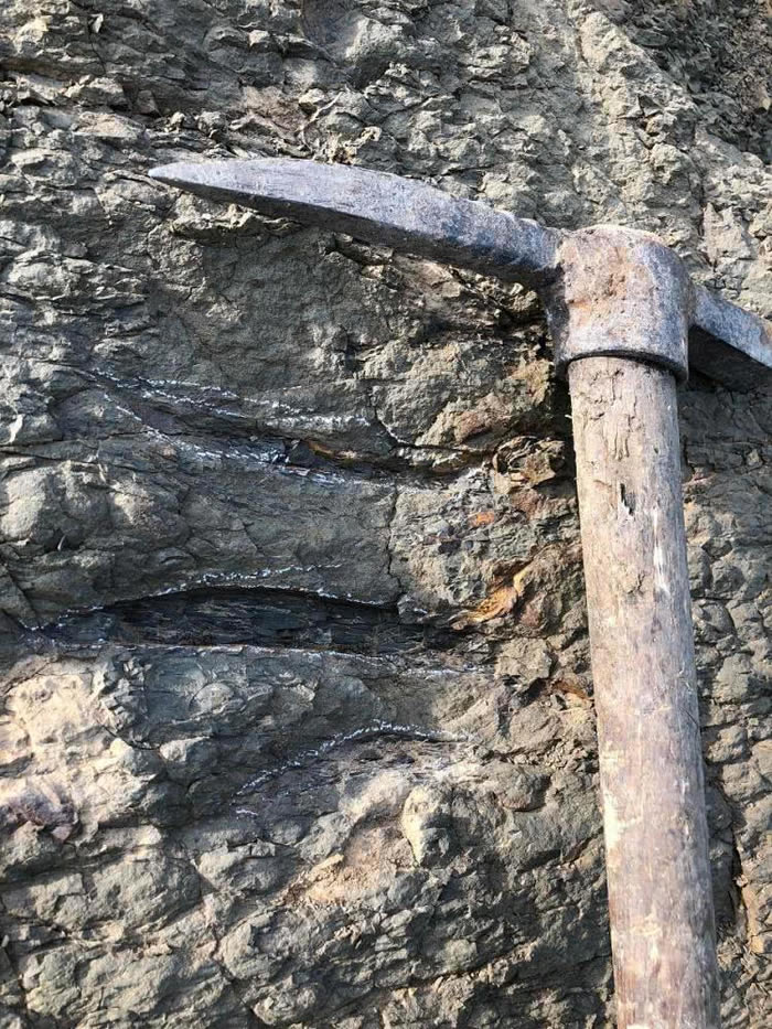 托一位化石爱好者的福 黑龙江首次发现大规模白垩纪恐龙足迹群