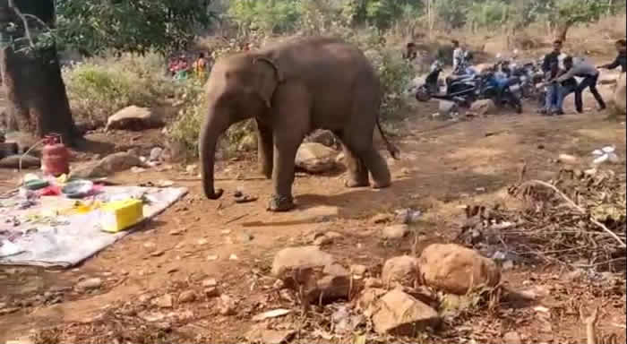印度奥里萨邦西姆里帕尔公园大象赶走野餐的人们并吃掉所有食物