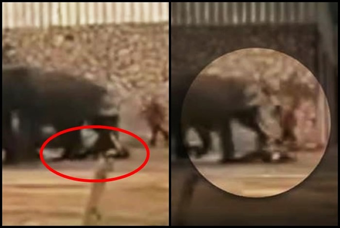 湖南长沙生态动物园大象馆大象疑似发情踩死驯兽员