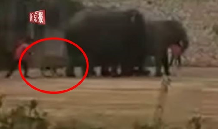 湖南长沙生态动物园大象馆大象疑似发情踩死驯兽员