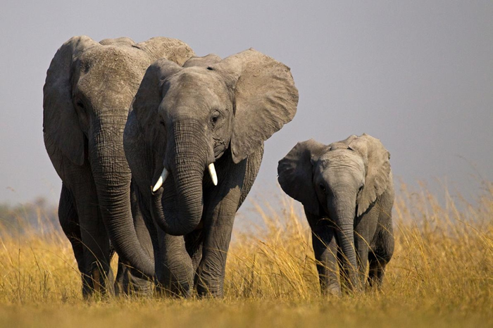 今年，有野生大象的非洲国家要把牠们送往非洲之外的动物园变得更加困难了。 PHOTOGRAPH BY BEVERLY JOUBERT, NAT GEO IMAGE