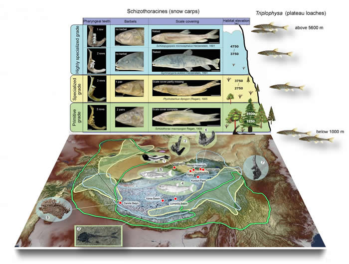 鱼类和哺乳动物“土著物种本地起源”模式