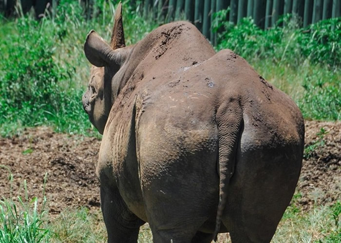 全球最老黑犀牛福斯塔（Fausta）在坦桑尼亚恩戈罗恩戈罗保护区逝世 终年57岁