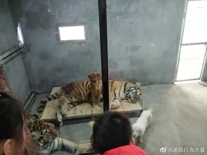 安徽省阜阳嘟嘟岛动物乐园把两只老虎和三只狗关在一个笼子里