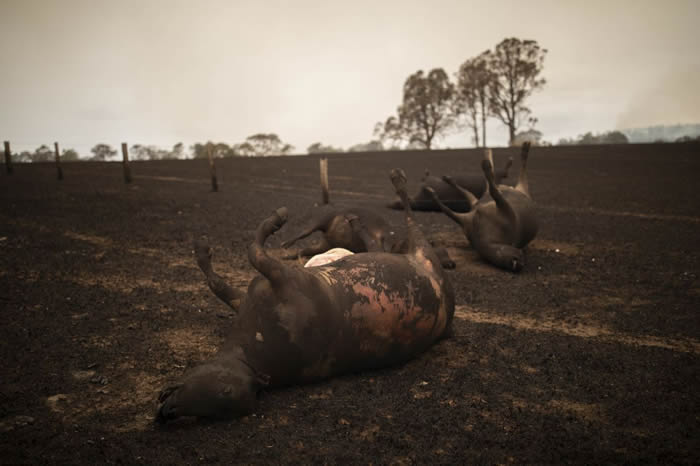 澳洲新南威尔斯州野火20头牛严重烧伤 农夫忍痛拿枪射杀
