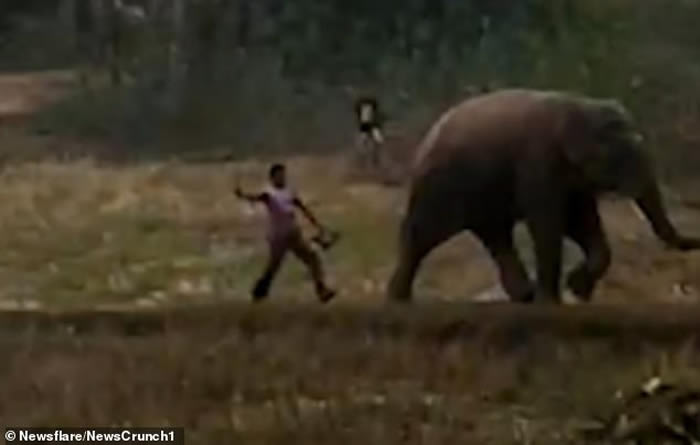 印度男子发现农田遭大象入侵踩踏就拿起木棍想给它“教训” 大象被激怒转身追杀