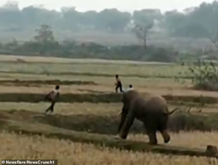 印度男子发现农田遭大象入侵踩踏就拿起木棍想给它“教训” 大象被激怒转身追杀