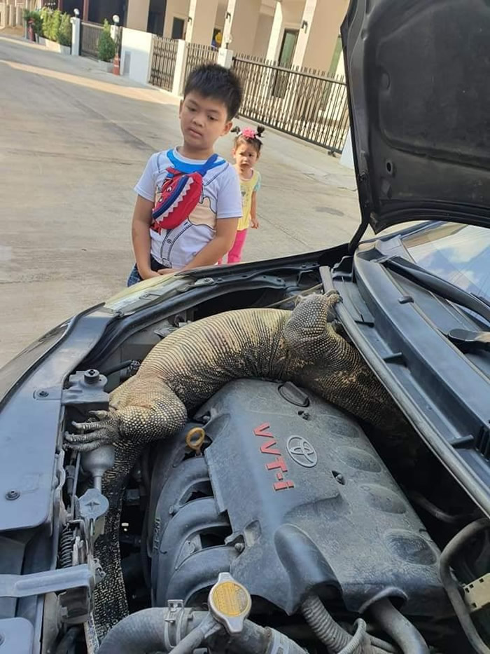 泰国男子跨年发现车子发不动 打开引擎盖发现巨大蜥蜴在里面呼呼大睡