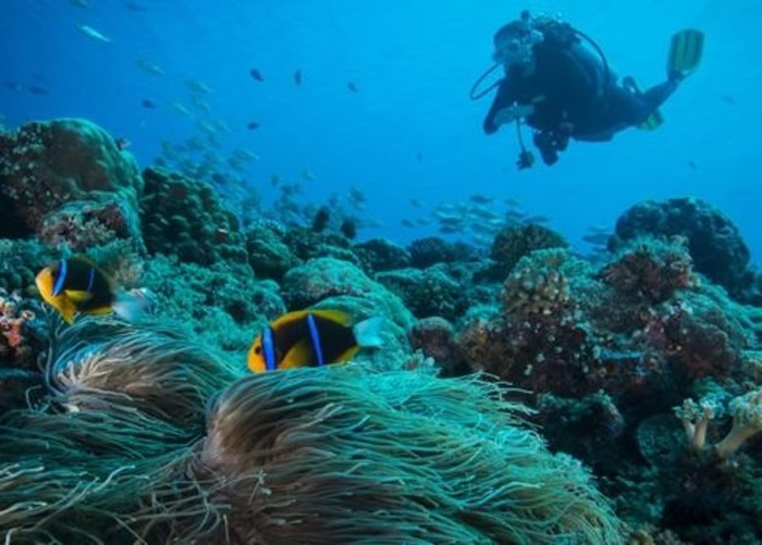 全球首例！太平洋岛国帛琉禁止使用或出售含有对珊瑚礁有害成分的防晒霜