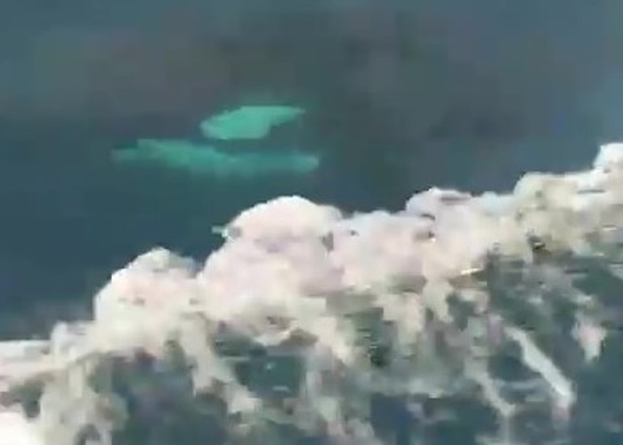 瓦杜里拍下短片，可见巨大的杀人鲸在船边伴游。