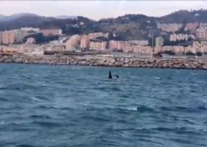 较早前意国海岸防卫队亦拍到同一队杀人鲸出现。