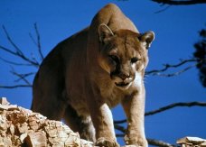 美国亚利桑那州3只美洲狮进食人类尸体 官员：它们不是“食腐动物”行为异常