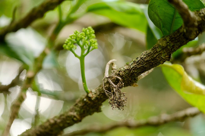 在科学家罗斯． 毕佛（Ross Beever）成功地将一截取自原本那棵凯科玛寇木的扦插苗耐心栽培到能繁殖之前，全世界就只有一棵凯科玛寇木。 PHOTOGRAPH