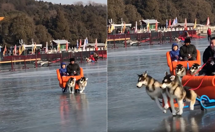 哈士奇雪橇犬在冰面上艰难拉游客引公愤 眼尖网友一看原来误会了