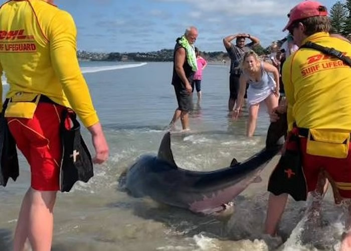 新西兰奥克兰奥雷瓦滩大白鲨搁浅 疑遭一群人凌虐致死
