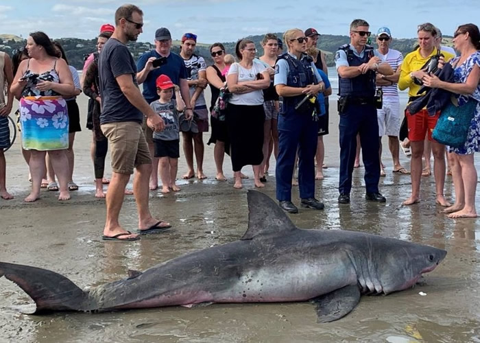 新西兰奥克兰奥雷瓦滩大白鲨搁浅 疑遭一群人凌虐致死