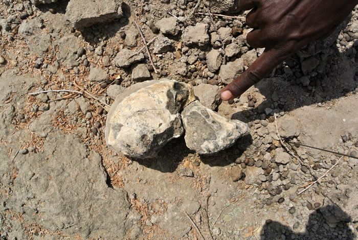 埃塞俄比亚380万年前的南方古猿化石将重绘人类谱系树？