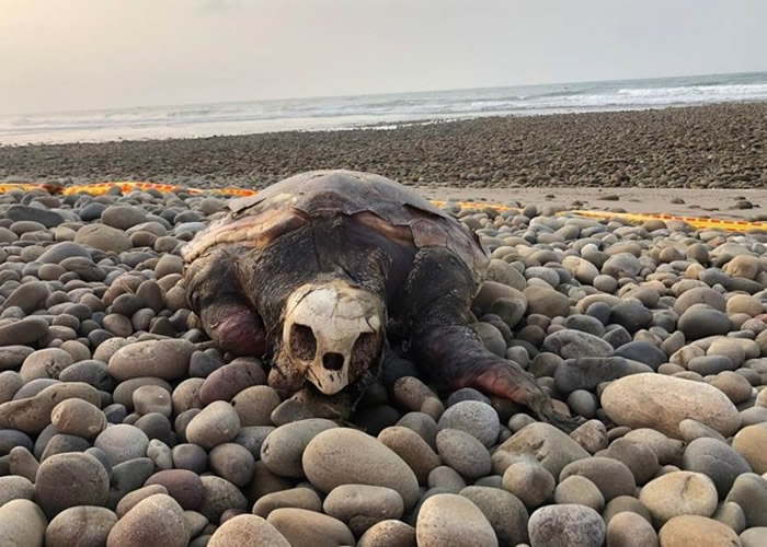 台湾台中松柏渔港发现死亡海龟 “中华鲸豚协会”确认为濒危赤蠵龟