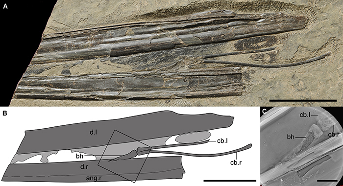 第一件保存有基舌骨的翼龙化石（IVPP V 14189），比例尺分别为50 mm，50 mm和10 mm。