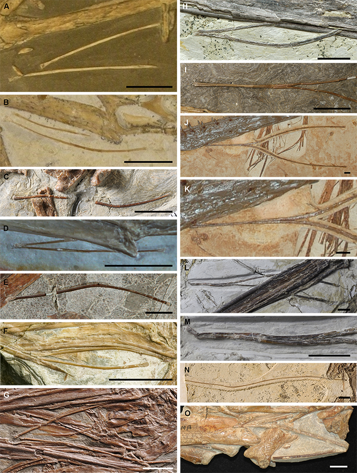 翼龙类群中已知保存较完整的舌骨的化石，比例尺为10 mm。
