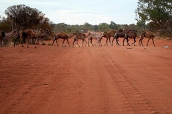 大量繁殖造成滋扰 澳洲南澳省批准射杀1万只野生骆驼