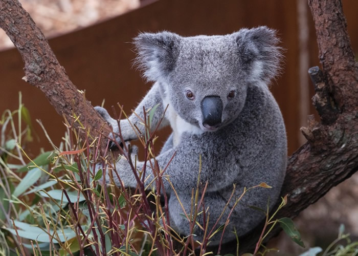 山火恐令树熊灭绝 打击澳洲旅游业