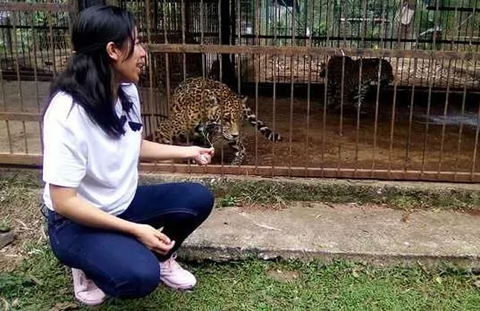 墨西哥Zoologico Bio动物园女游客为自拍与美洲豹靠得太近惨遭断臂