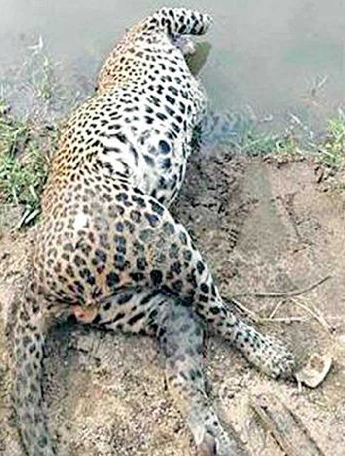 斯里兰卡Udawalawe国家公园成年公猎豹趴在河里丧命 前脚不见牙齿也被拔掉