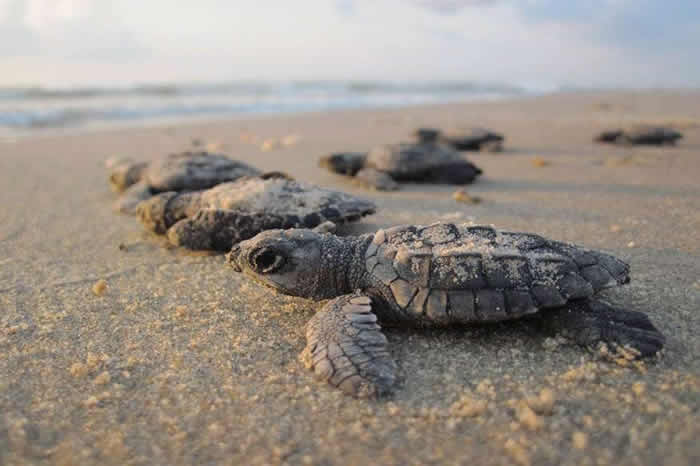 赤潮藻类大量繁殖 墨西哥南部太平洋海岸有292只绿海龟集体死亡