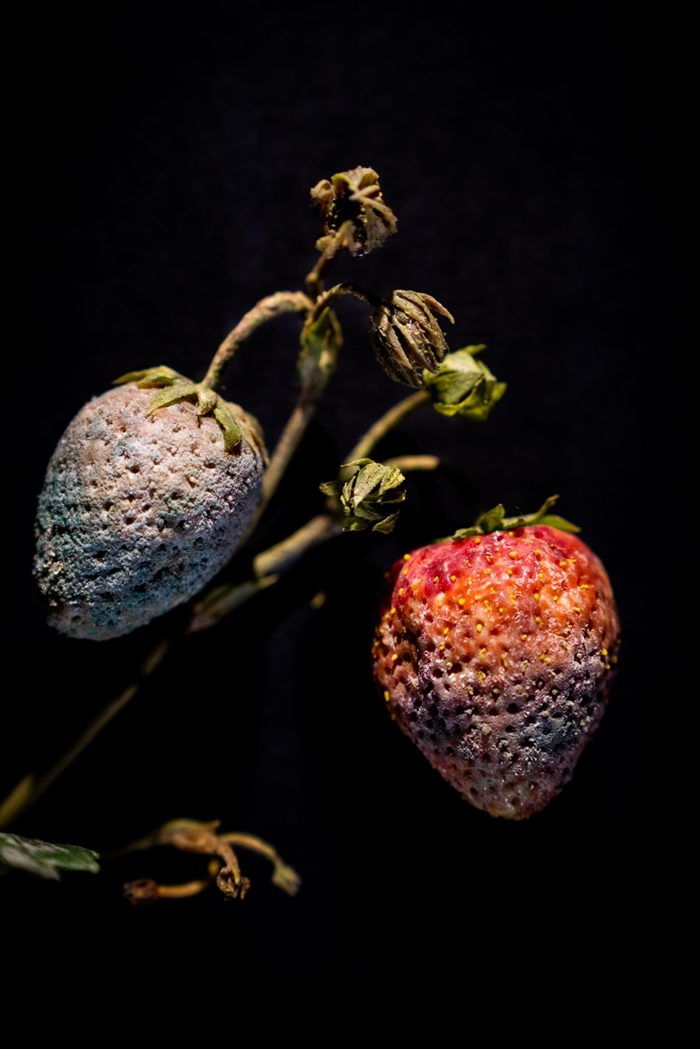这个玻璃雕塑记录下了草莓长满葡萄孢菌(Botrytis)的模样。 这项展品在哈佛大学的腐果玻璃模型展展出。 PHOTOGRAPH BY JENNIFER BER