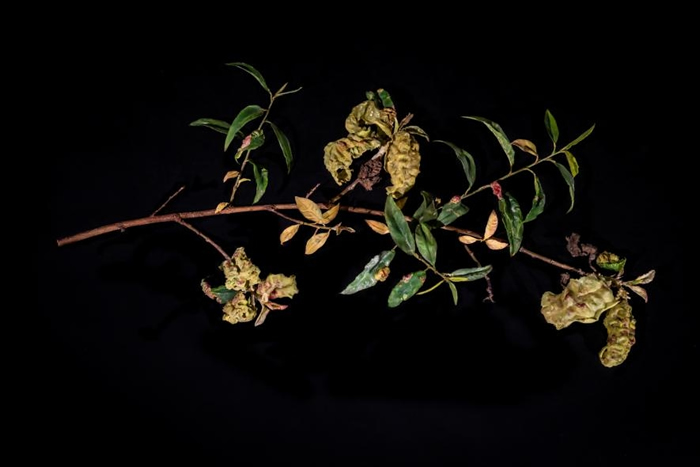 玻璃造的枝条展示了因外囊菌（Taphrina ）而枯萎的叶子，也称为缩叶病（peach leaf curl）。 PHOTOGRAPH BY JENNIFER B