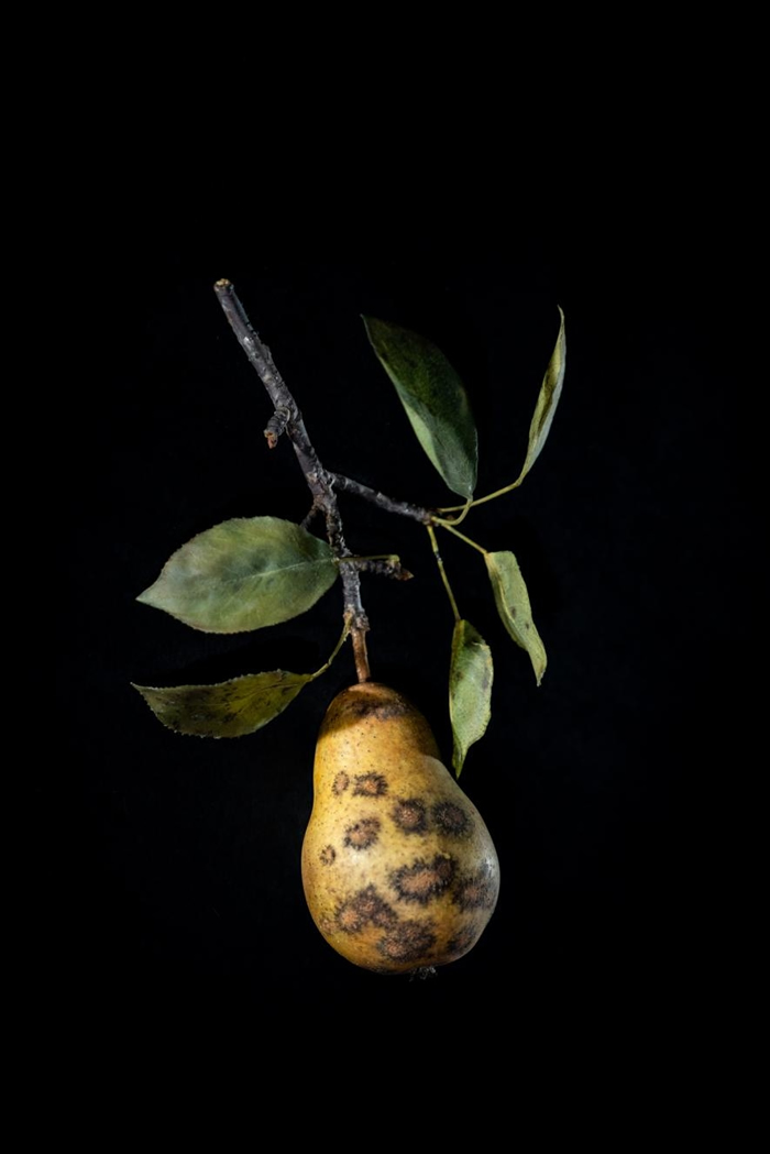 感染黑星病（pear scab）的梨子玻璃模型。 PHOTOGRAPH BY JENNIFER BERGLUND, THE WARE COLLECTION OF