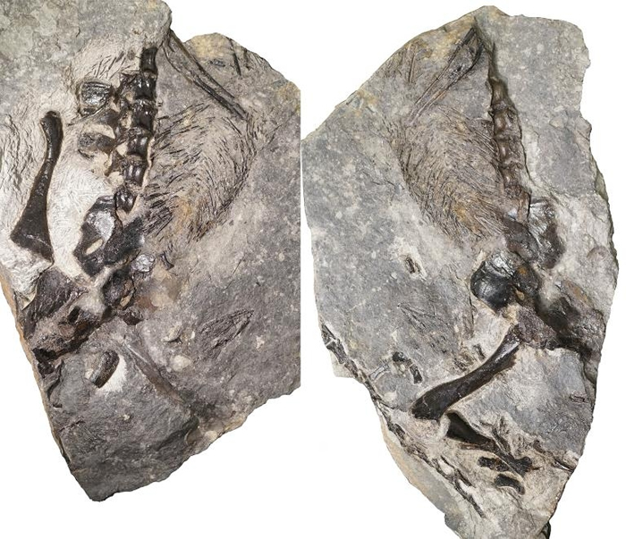 左右两张照片展示新出土的成年蜥代龙（varanopid）部分化石，牠和一只幼兽一起被保存在一大块植物残骸之中。 COURTESY OF HILLARY MADD
