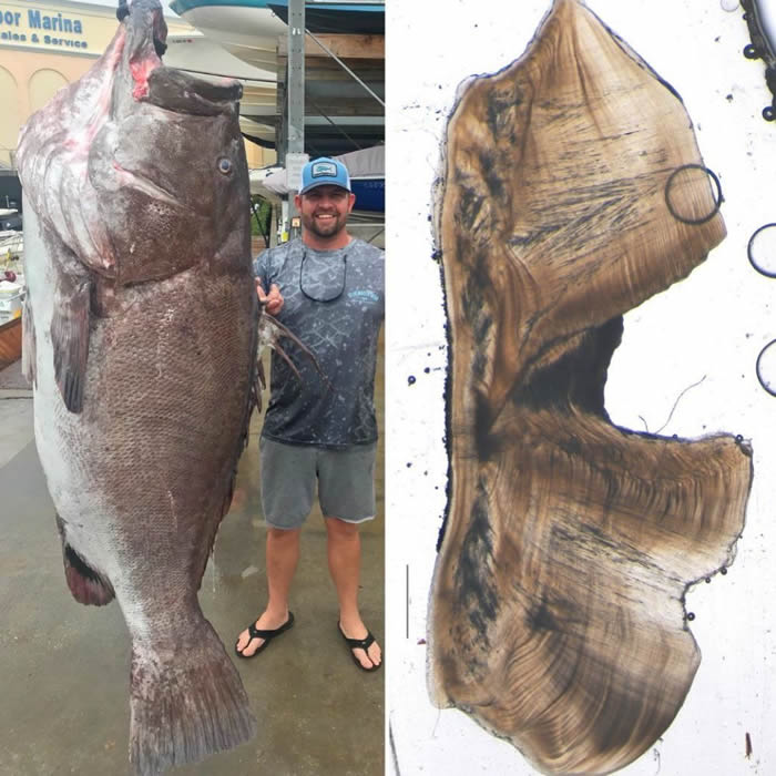 美国渔民在佛罗里达海岸捕获石鲈科大石斑鱼 重量超过158公斤