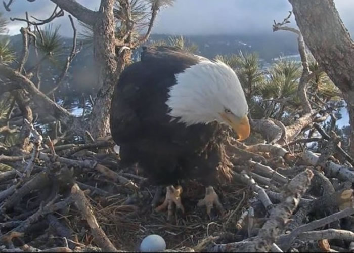 母鹰“Jackie”紧张照看秃鹰蛋。