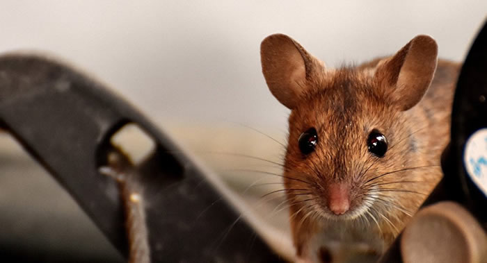 弓形虫能减少感染病菌的小鼠的焦虑