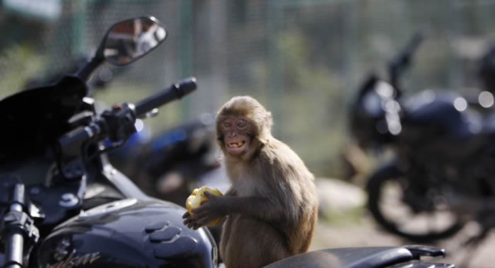 印度安得拉邦讷尔萨布尔村被400多只猕猴攻占 新村长进行反击