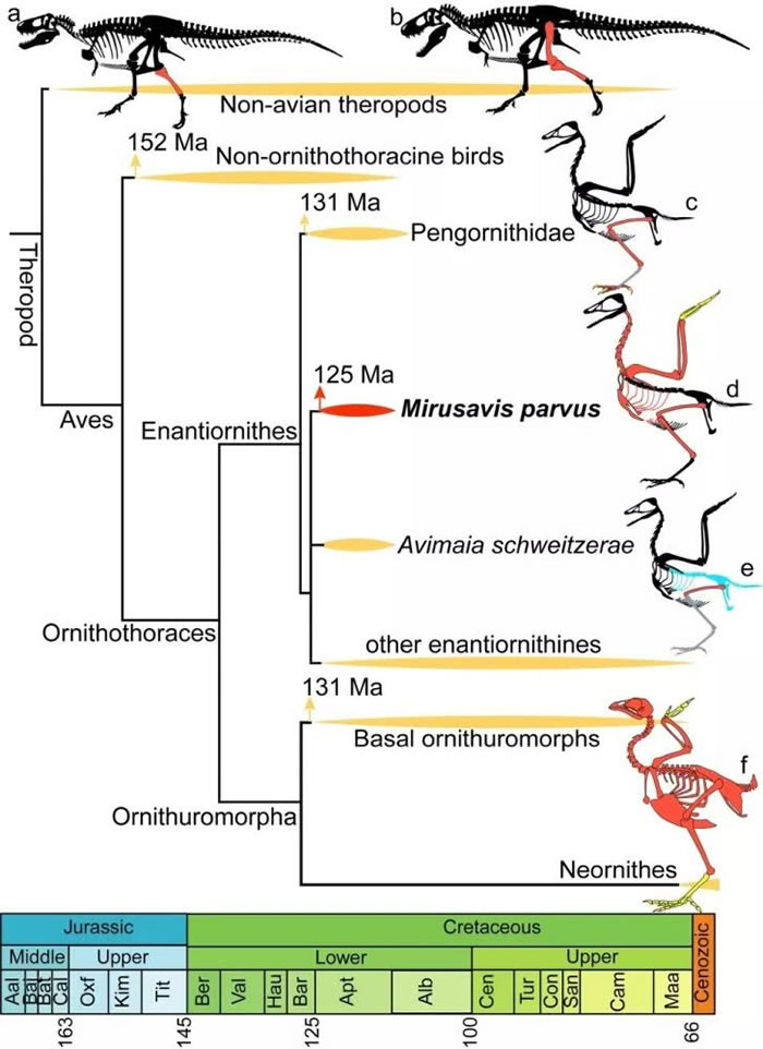 髓质骨在兽脚类恐龙中的分布，注意位于中间的娇小意外鸟（Mirusavis parvus）。黑色：骨骼缺失；红色：髓质骨出现；橘黄：髓质骨缺失；灰色：难以确定髓质