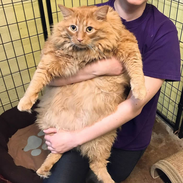 美国北卡罗来纳州一只叫“巴祖卡”的猫重达16公斤